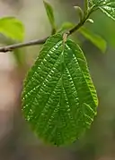 Leafing out in April