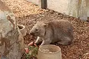 Common wombat