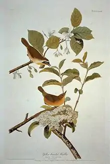 Common yellowthroat in Birds of America