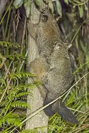climbing with joey (light brown form)