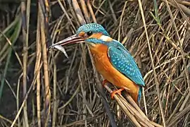 A. a. bengalensis with a fish in Uttar Pradesh, India