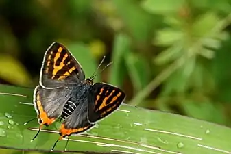 Dorsal view