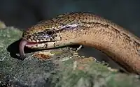 A slow worm.