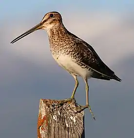 Snipe eels are so named because their jaws resemble the beak of the bird called the snipe