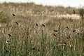 Flock at iSimangaliso Wetland Park, KwaZulu Natal, South Africa