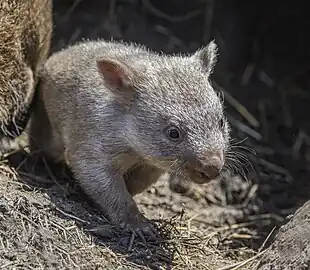 Joey on Maria Island