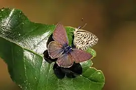 L. p. pirithous, 1 of 3male on left