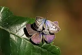 L. p. pirithous, 2 of 3female covers male