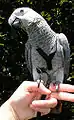 Grey parrot wearing a harness