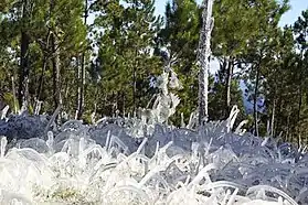 Frosted alpine forest in Constanza, Dominican Republic