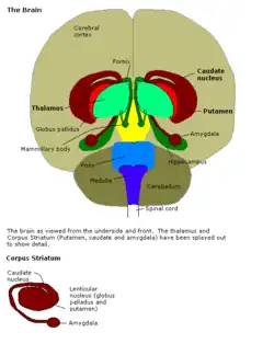 A brain view.