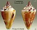 Conus anabathrum Crosse, H., 1865