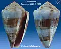 Conus balteatus  Sowerby, G.B. I, 1833