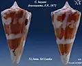 Conus bayani Jousseaume, F.P., 1872