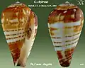 Conus chytreus Melvill, J.C. in Tryon, G.W., 1883