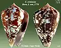 Conus ermineus Born, I. von, 1778