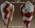 Conus exiguus Lamarck, J.B.P.A. de, 1810