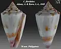 Conus floridulus  Adams, A. & Reeve, L.A., 1848