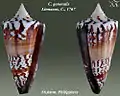 Conus generalis Linnaeus, C., 1767