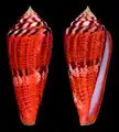 Conus granulatus  Linnaeus, C., 1758