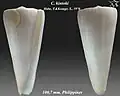 Conus kintoki Habe, T. & Kosuge, S., 1970