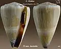 Conus lividus Hwass in Bruguière, J.G., 1792