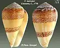 Conus mercator Linnaeus, C., 1758