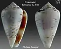 Conus mercator Linnaeus, C., 1758