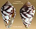 Conus mercator Linnaeus, C., 1758