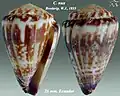 Conus nux Broderip, W.J., 1833