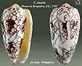 Conus omaria Hwass in Bruguière, J.G., 1792