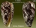 Conus omaria Hwass in Bruguière, J.G., 1792