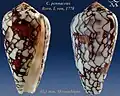 Conus penanceus Born, I. von, 1778