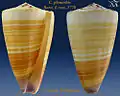 Conus planorbis Born, I. von, 1778