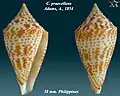 Conus praecellens Adams, A., 1854