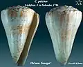 Conus pulcher Lightfoot, J. in Solander, 1786