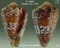 Conus regius Gmelin, J.F., 1791