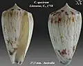 Conus spectrum Linnaeus, C., 1758