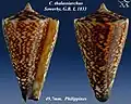 Conus thalassiarchus  Sowerby, G.B. I, 1833