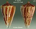 Conus virgatus Reeve, L.A., 1849