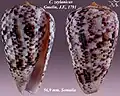 Conus zeylanicus Gmelin, J.F., 1791