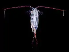 Copepod