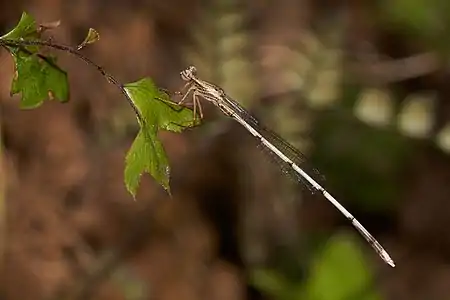 Copera vittata juvenile male