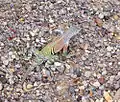 Greater earless lizard