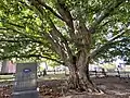 The Copper Beech Tree, planted in Drummond Hill Cemetery in 1914 to commemorate the 100th anniversary of the Battle of Lundy's Lane