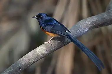 Male, Khao Yai National Park, Nakhon Ratchasima, Thailand