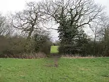 Hedgerow in Copthall South Fields