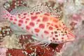 Coral hawkfish (Cirrhitichthys oxycephalus), Galápagos Islands