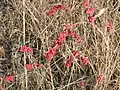 Symphoricarpos orbiculatus fruits in autumn