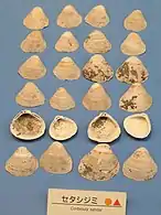 Ancient shells found in the Morinomiya kaizuka (Jomon period)